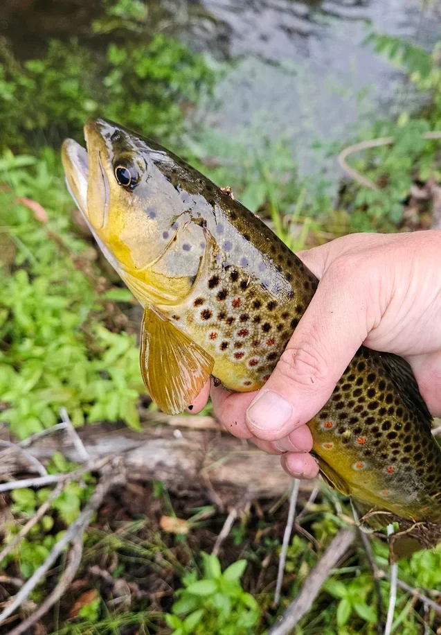 pesca (1)